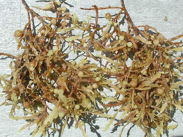 Close-up of Sargassum brown seaweed