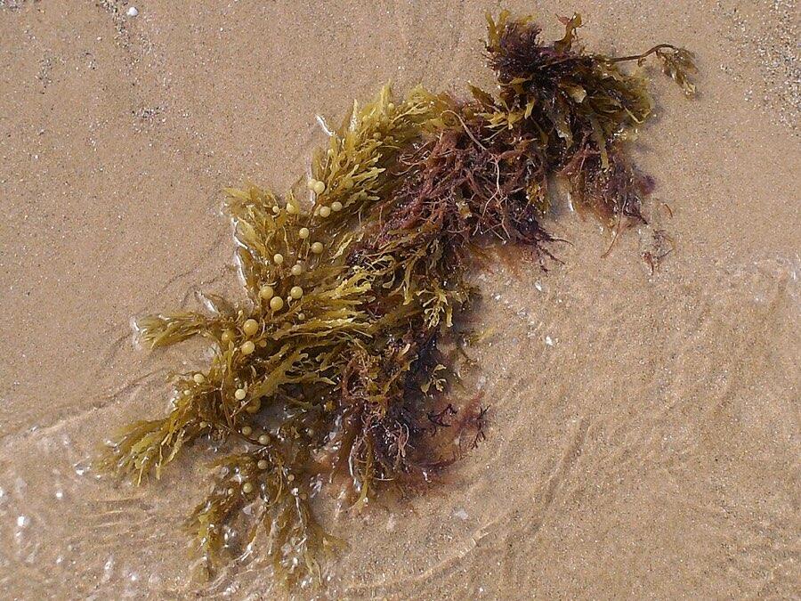 Sargassum seaweed stranded on a beach
